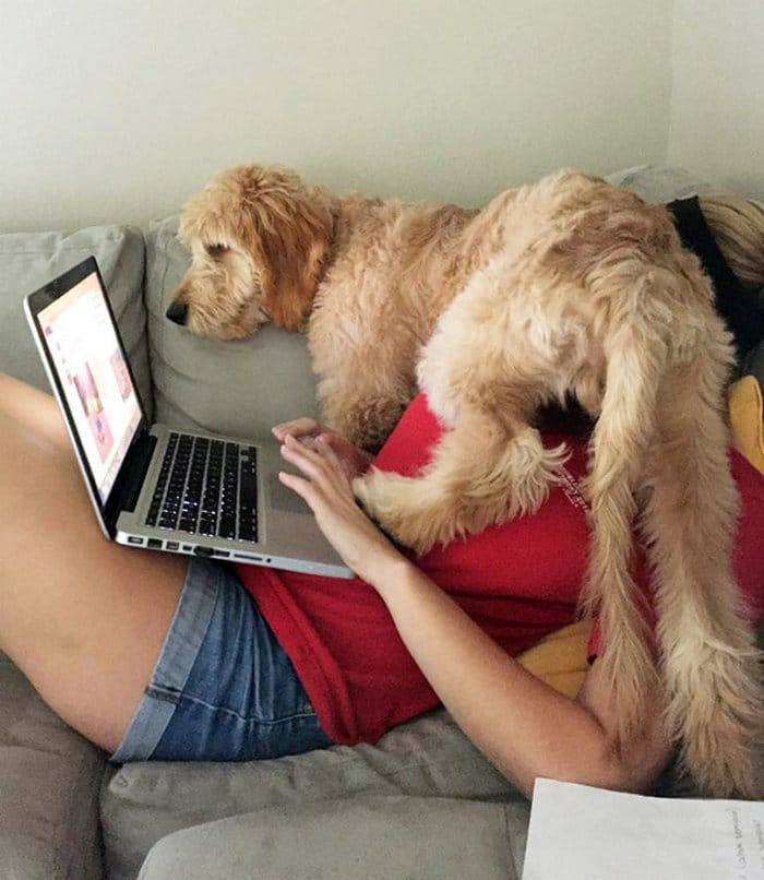 As pessoas estão compartilhando como seus animais de estimação lidam com eles trabalhando em casa 2