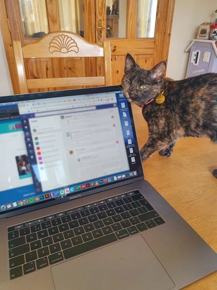 As pessoas estão compartilhando como seus animais de estimação lidam com eles trabalhando em casa 7