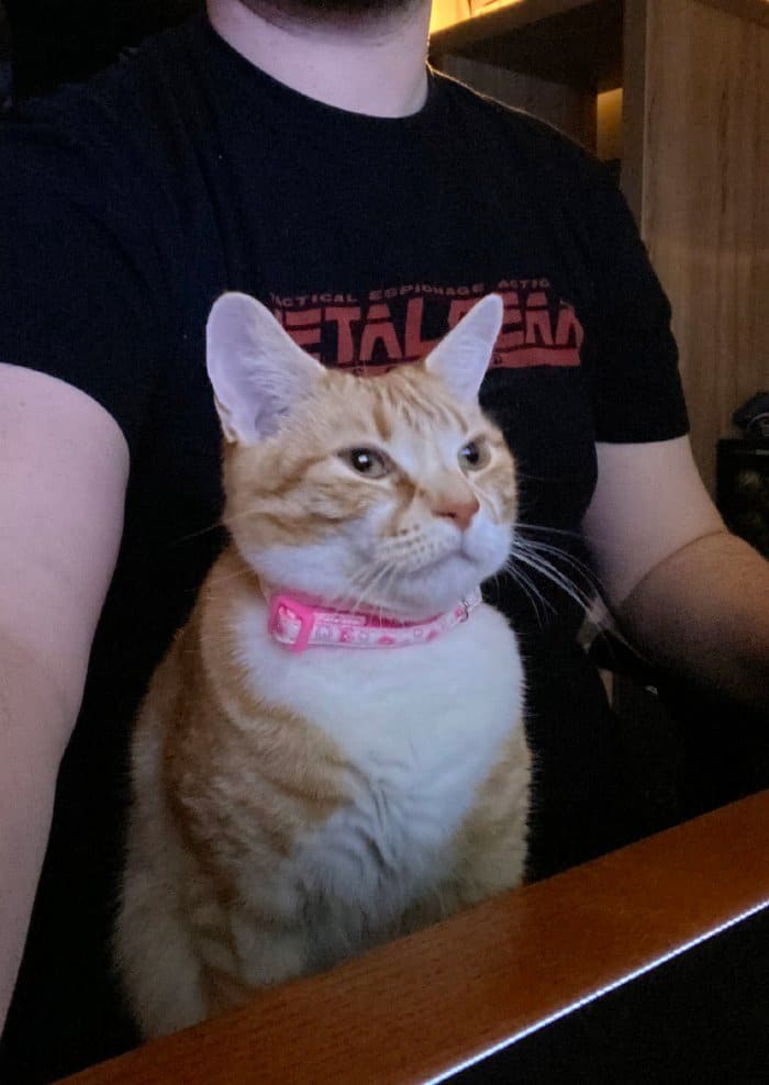 As pessoas estão compartilhando como seus animais de estimação lidam com eles trabalhando em casa 9