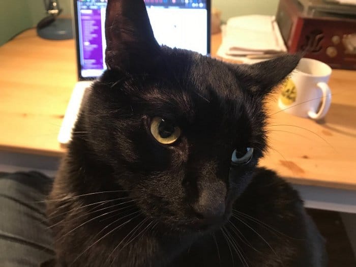 As pessoas estão compartilhando como seus animais de estimação lidam com eles trabalhando em casa 10