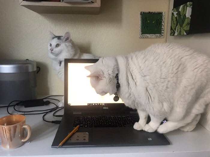 As pessoas estão compartilhando como seus animais de estimação lidam com eles trabalhando em casa 11