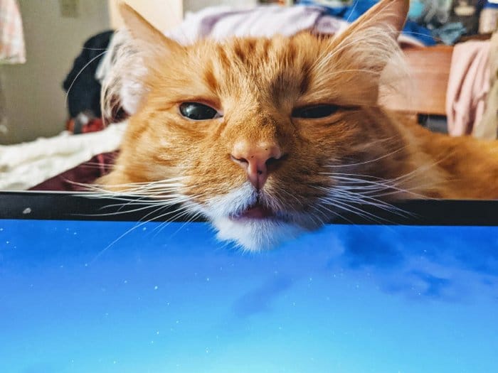 As pessoas estão compartilhando como seus animais de estimação lidam com eles trabalhando em casa 14