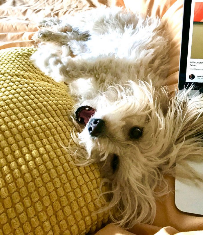 As pessoas estão compartilhando como seus animais de estimação lidam com eles trabalhando em casa 17