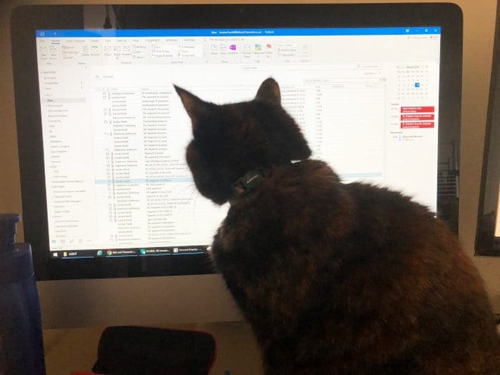 As pessoas estão compartilhando como seus animais de estimação lidam com eles trabalhando em casa 20