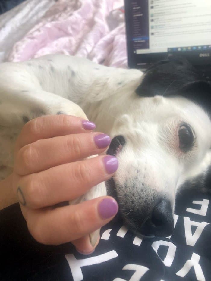 As pessoas estão compartilhando como seus animais de estimação lidam com eles trabalhando em casa 23