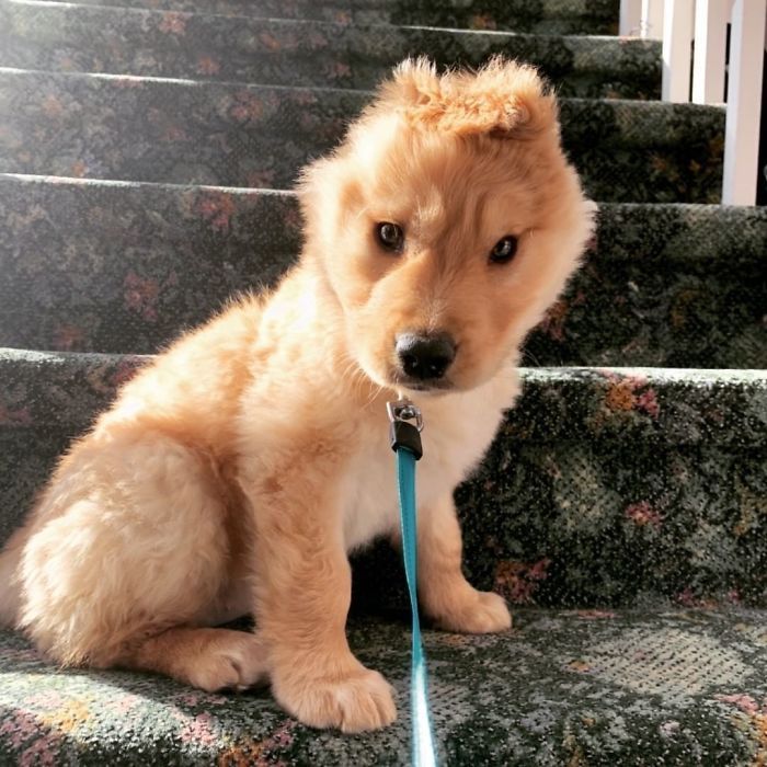 Conheça Rae, o “cão unicórnio” com uma orelha no meio da cabeça (17 fotos) 2