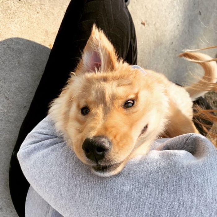 Conheça Rae, o “cão unicórnio” com uma orelha no meio da cabeça (17 fotos) 8