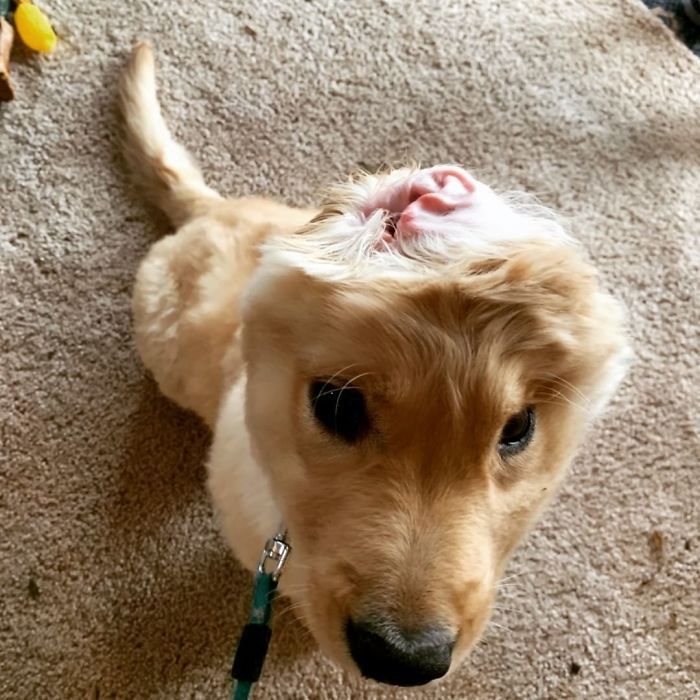 Conheça Rae, o “cão unicórnio” com uma orelha no meio da cabeça (17 fotos) 9