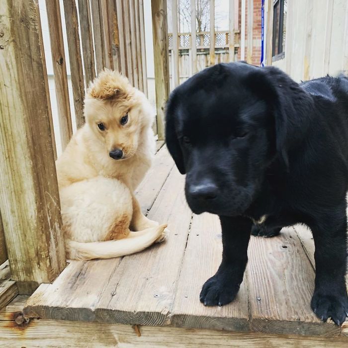 Conheça Rae, o “cão unicórnio” com uma orelha no meio da cabeça (17 fotos) 10