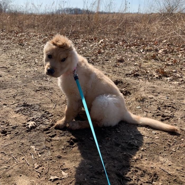Conheça Rae, o “cão unicórnio” com uma orelha no meio da cabeça (17 fotos) 14