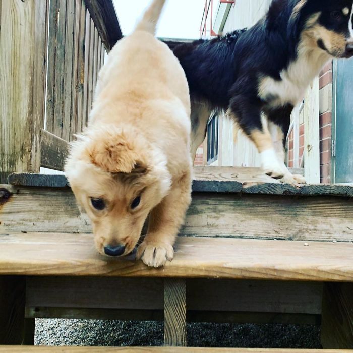 Conheça Rae, o “cão unicórnio” com uma orelha no meio da cabeça (17 fotos) 17