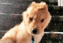 Conheça Rae, o “cão unicórnio” com uma orelha no meio da cabeça (17 fotos) 8