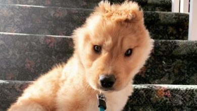 Conheça Rae, o “cão unicórnio” com uma orelha no meio da cabeça (17 fotos) 5