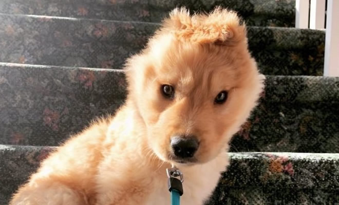 Conheça Rae, o “cão unicórnio” com uma orelha no meio da cabeça (17 fotos)
