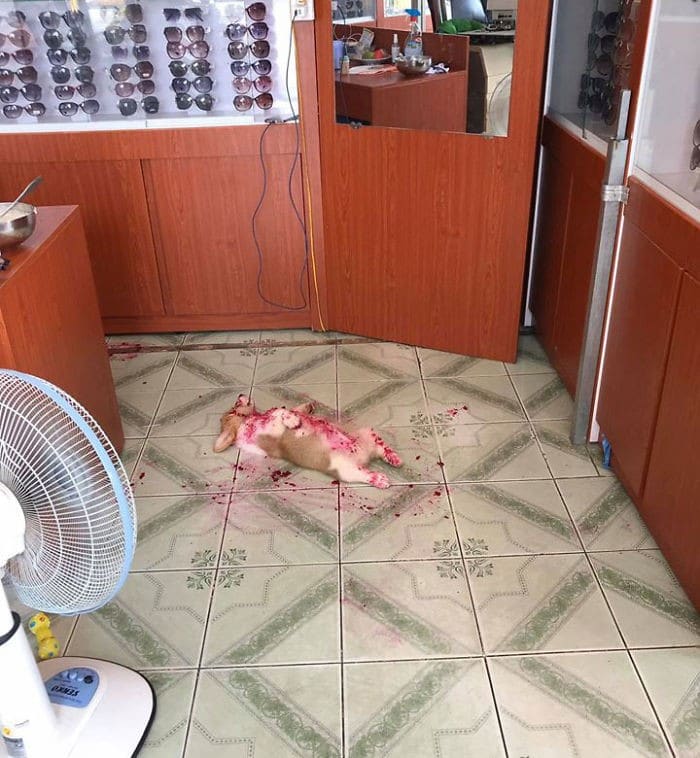 Corgi dá a seu dono um mini ataque cardíaco depois que ele come melancia 1