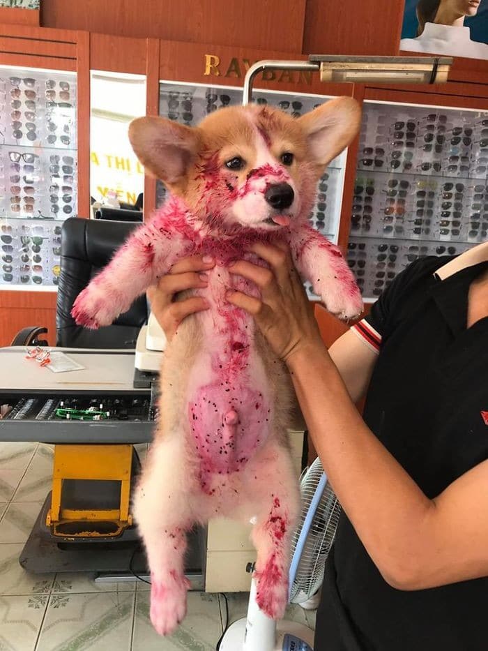 Corgi dá a seu dono um mini ataque cardíaco depois que ele come melancia 4