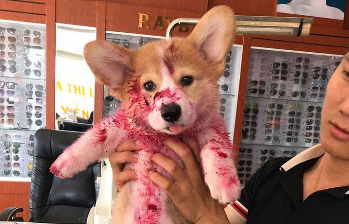 Corgi dá a seu dono um mini ataque cardíaco depois que ele come melancia 5