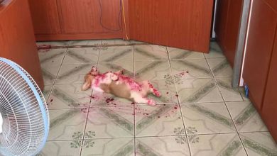 Corgi dá a seu dono um mini ataque cardíaco depois que ele come melancia 5