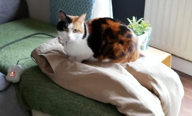 Este gato era super pegajoso, então seus donos a enganaram com um colo falso