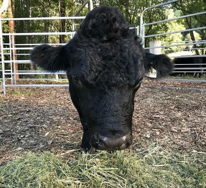 20 fotos que farão você duvidar de seus próprios olhos 2