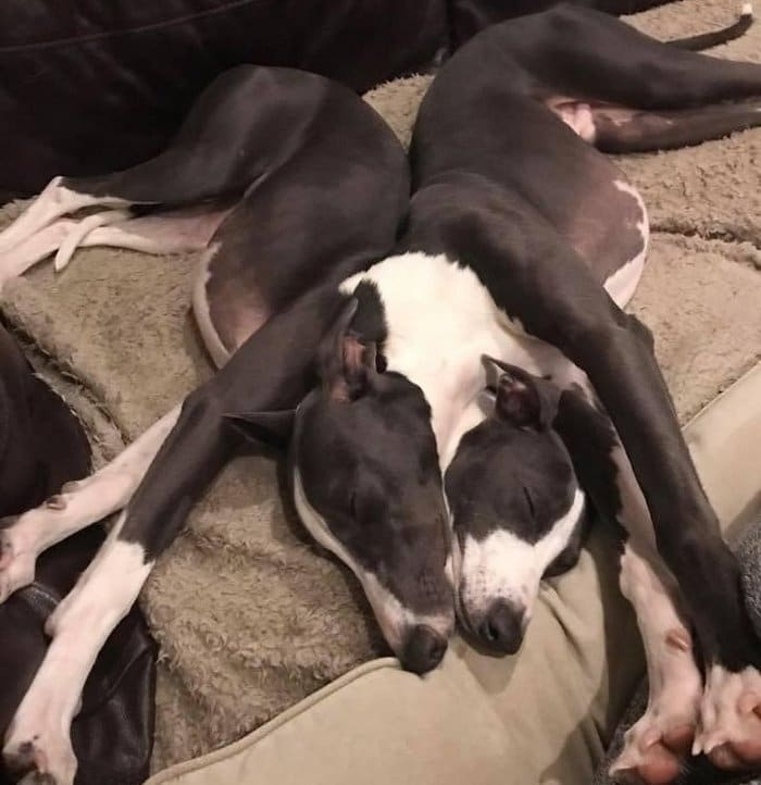 20 fotos que farão você duvidar de seus próprios olhos 12