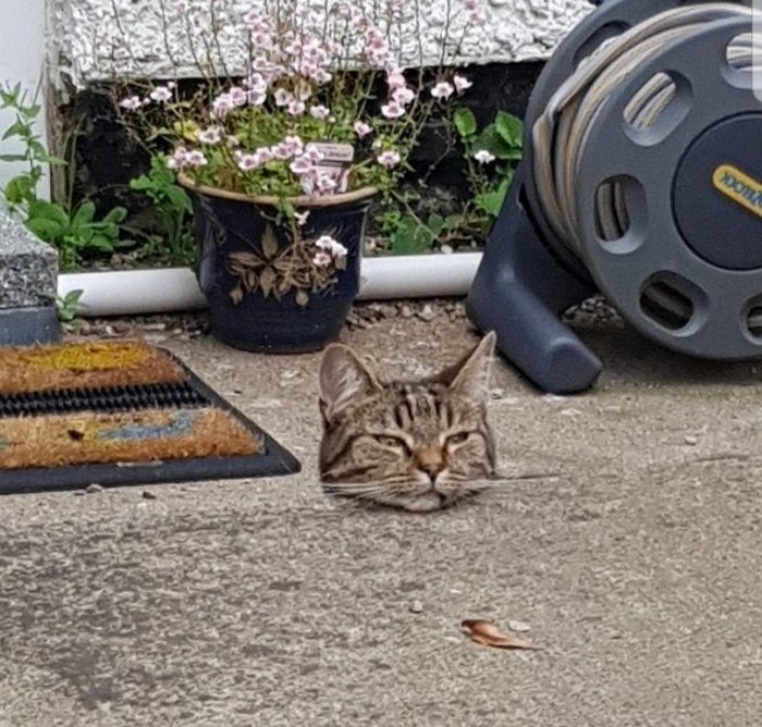 20 fotos que farão você duvidar de seus próprios olhos 13