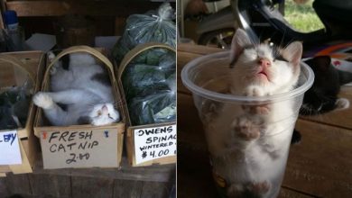 40 gatos que dormiram nos lugares mais estranhos 48