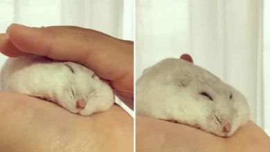 20 panquecas de hamster 33