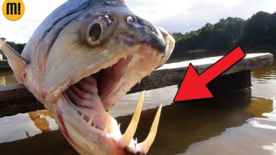 6 animais assustadores que vivem em rios 2