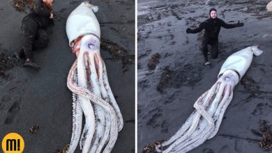 7 animais gigantes que são assustadores 5