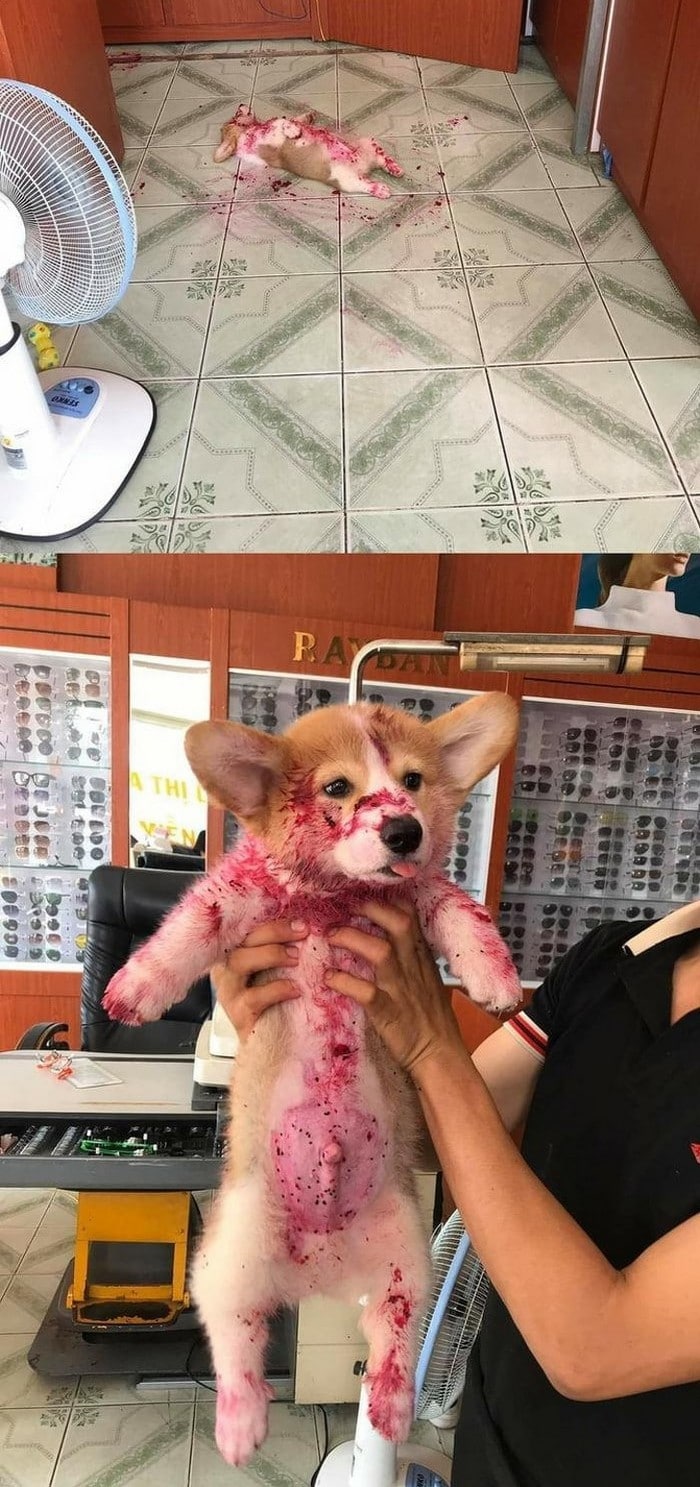 20 animais que cometeram crimes e parecem não se arrepender 1