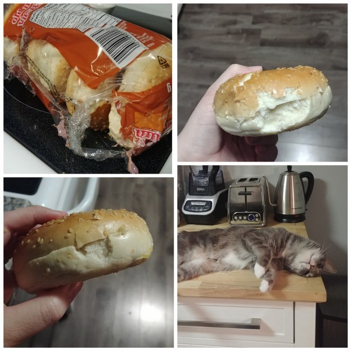 20 animais que cometeram crimes e parecem não se arrepender 2