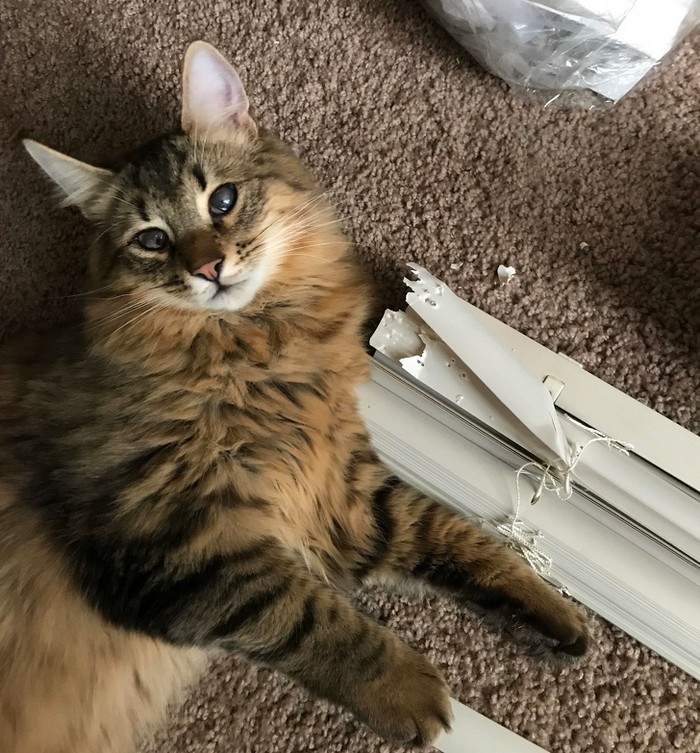 20 animais que cometeram crimes e parecem não se arrepender 5