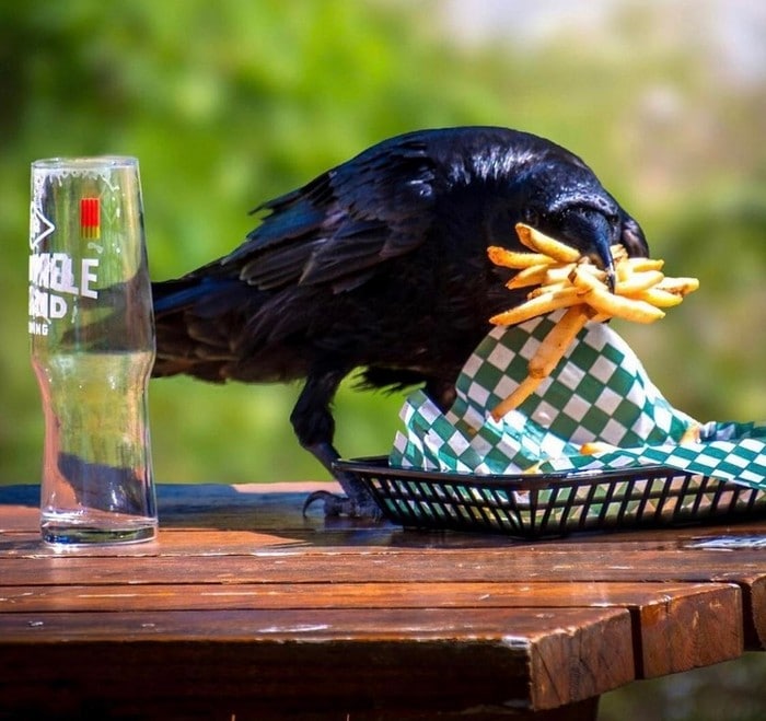 20 animais que cometeram crimes e parecem não se arrepender 6