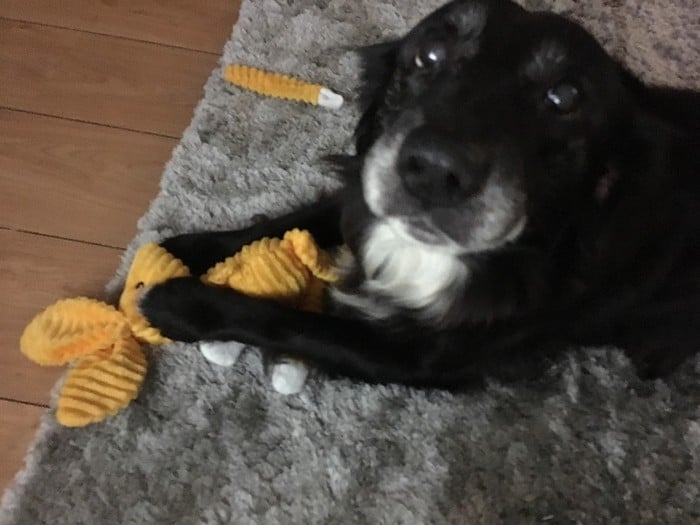 20 animais que cometeram crimes e parecem não se arrepender 7