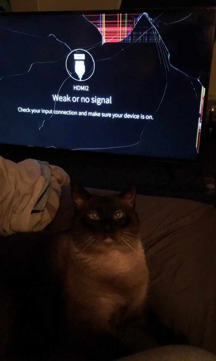 20 animais que cometeram crimes e parecem não se arrepender 8