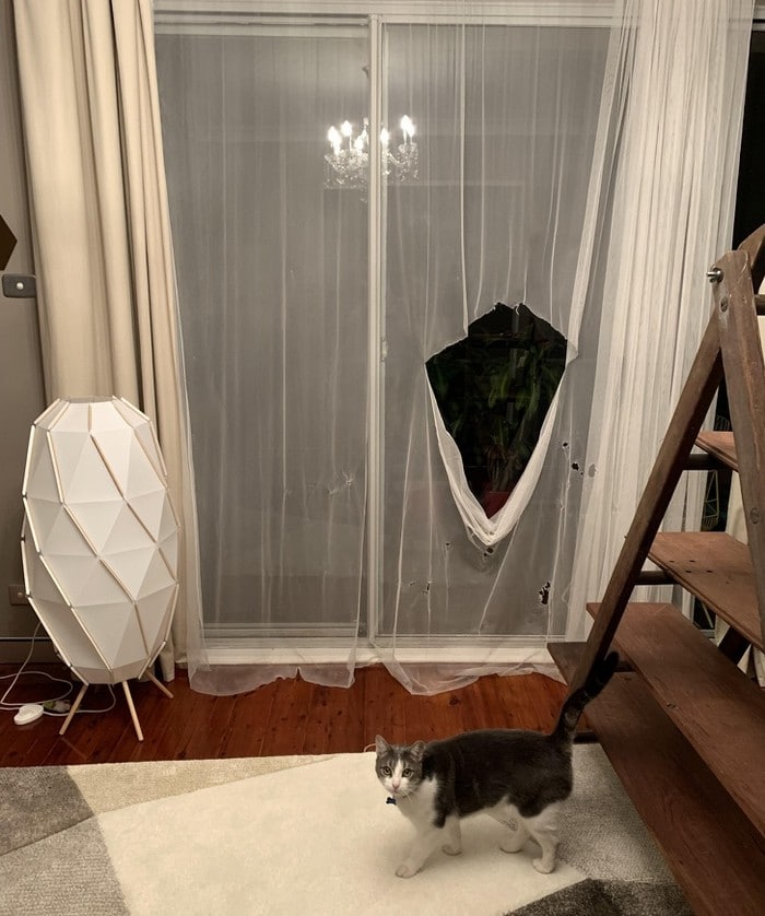 20 animais que cometeram crimes e parecem não se arrepender 10