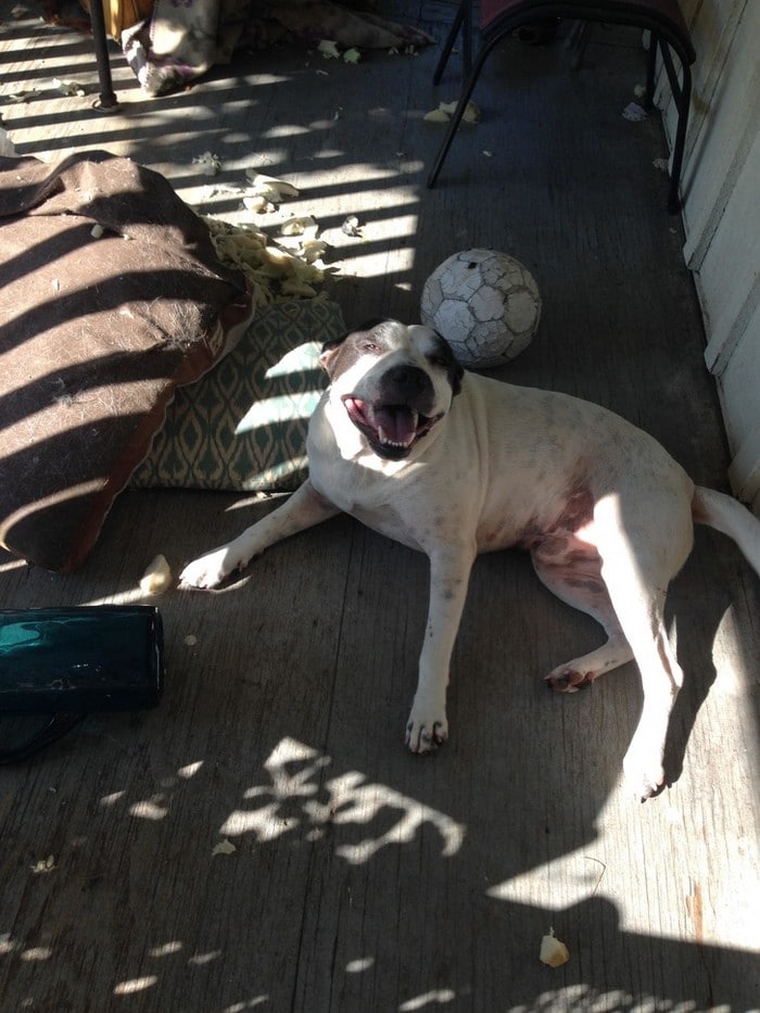 20 animais que cometeram crimes e parecem não se arrepender 11