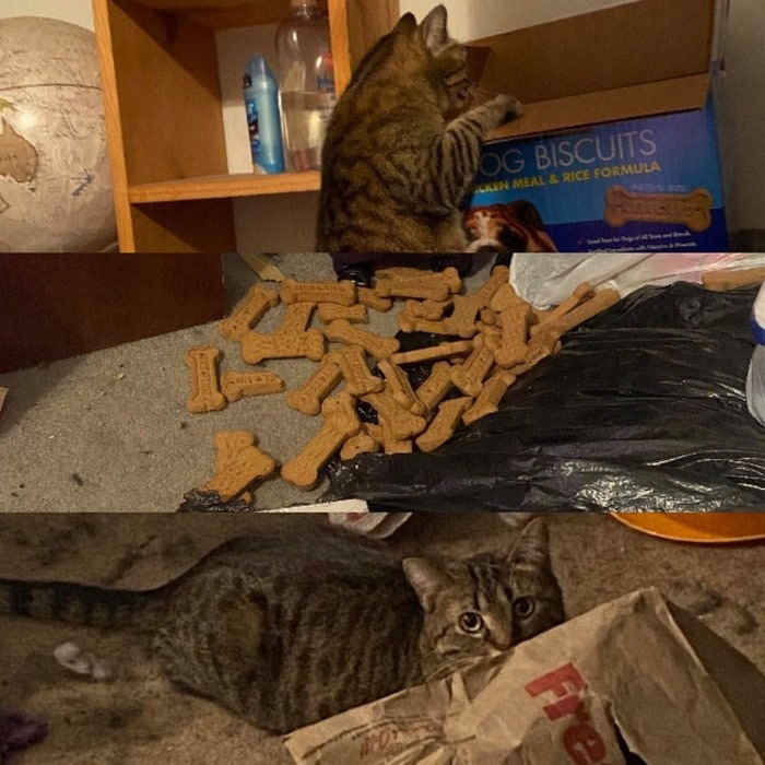 20 animais que cometeram crimes e parecem não se arrepender 12