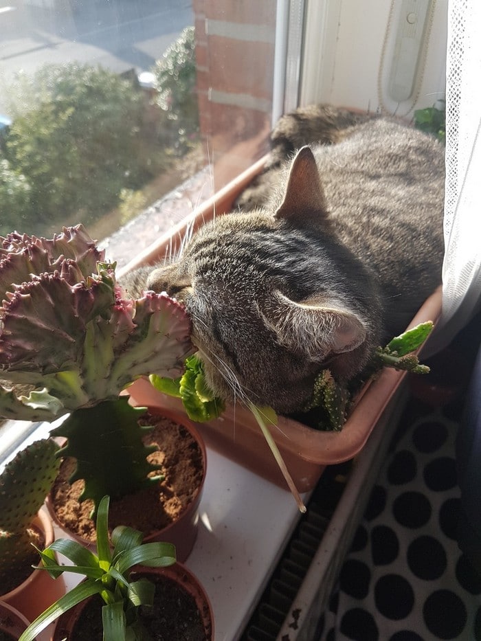 20 animais que cometeram crimes e parecem não se arrepender 14