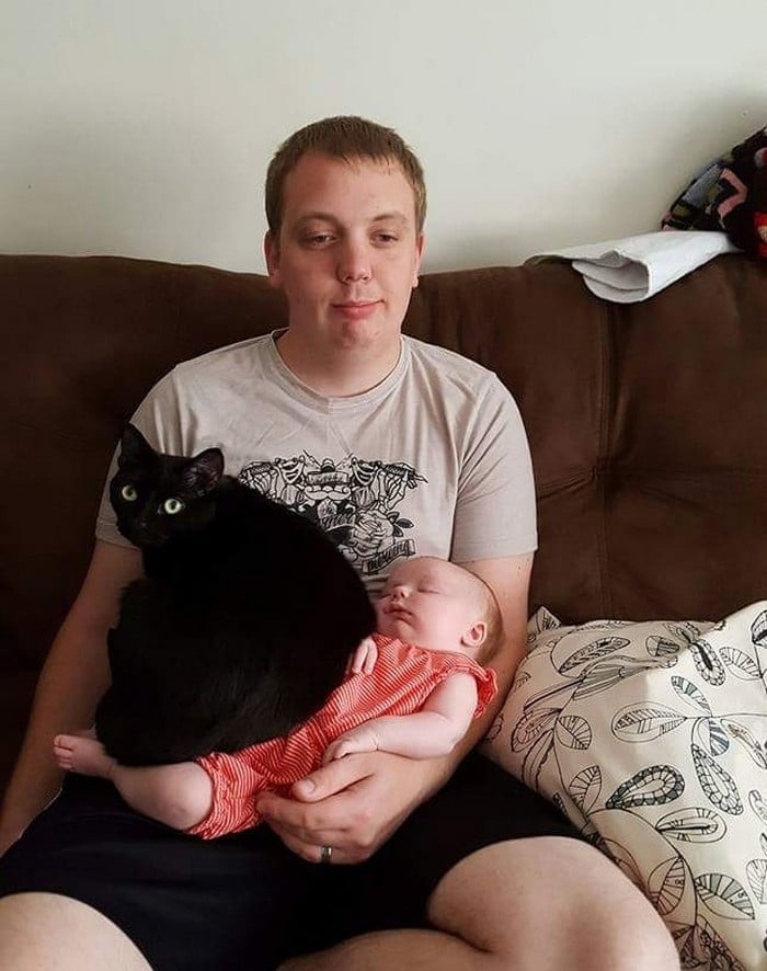 20 animais que cometeram crimes e parecem não se arrepender 17