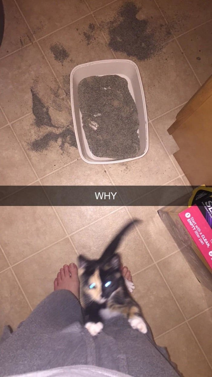 20 animais que cometeram crimes e parecem não se arrepender 18