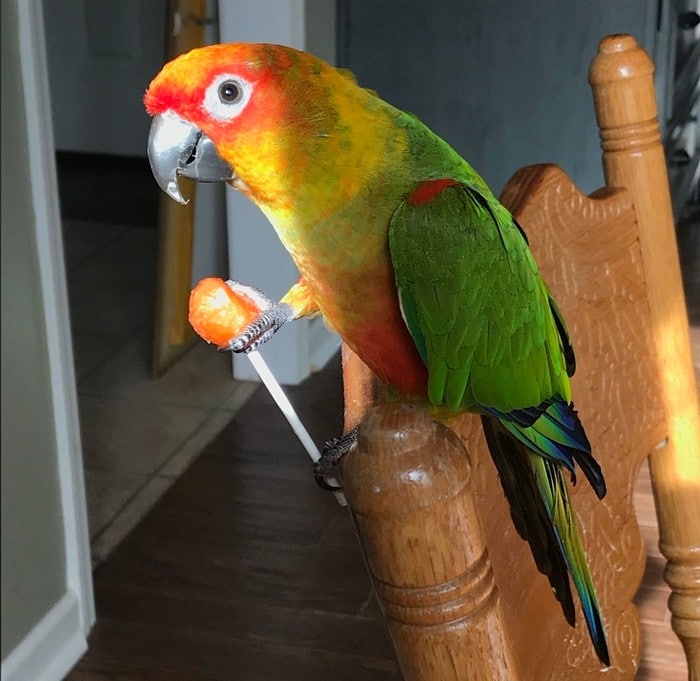 20 animais que cometeram crimes e parecem não se arrepender 19