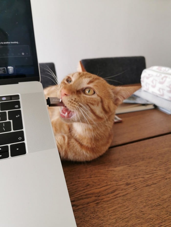 20 animais que cometeram crimes e parecem não se arrepender 20