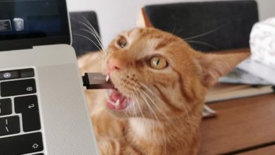 20 animais que cometeram crimes e parecem não se arrepender 7