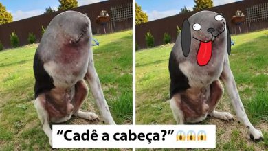 As pessoas estão tendo problemas para entender esta foto de cachorro 17