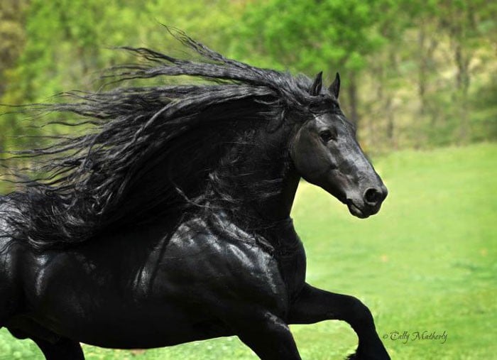 Conheça Frederick, o cavalo mais bonito do mundo (30 fotos) 2