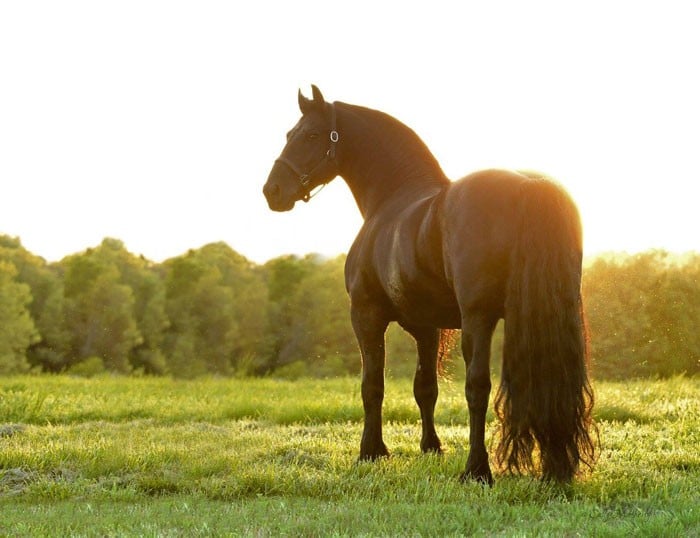 Conheça Frederick, o cavalo mais bonito do mundo (30 fotos) 28