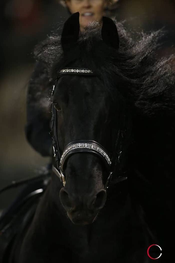 Conheça Frederick, o cavalo mais bonito do mundo (30 fotos) 29