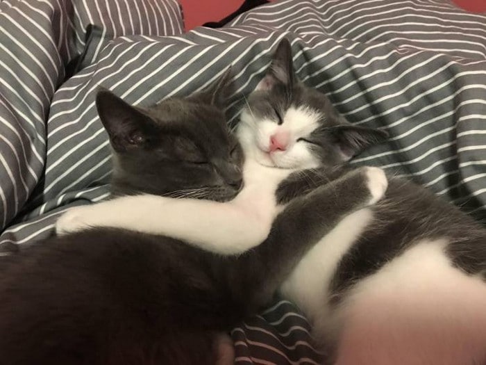 34 exemplos quando uma imagem vale mais que mil palavras 4